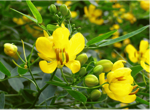 ハナセンナ(花せんな)　黄色の花